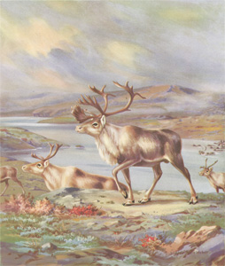 The Caribou Lead Their Well-Grown Children Southward